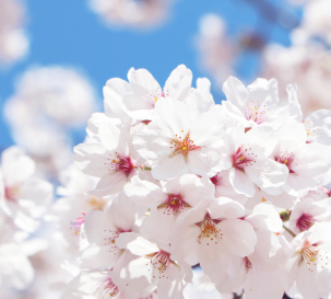 북면위례벚꽃축제
