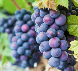 입장거봉포도축제