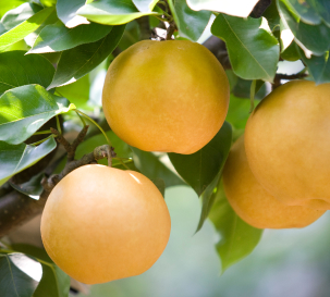 천안성환배축제